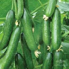 خیار گلخانه ای